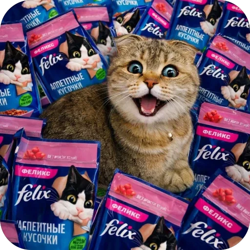 🐈 Стикер «Busya TT Memes» для Telegram