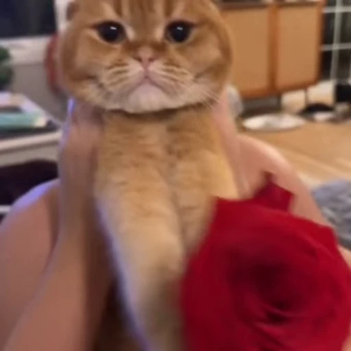 🌹 Стикер «Busya TT Memes» для Telegram