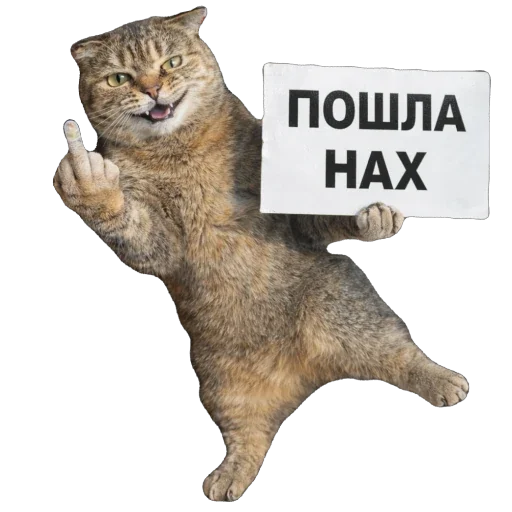 🐈 Стикер «Busya TT Memes» для Telegram