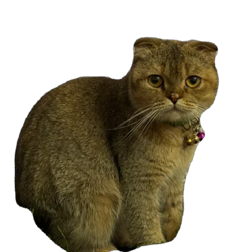 🐈 Стикер «Busya TT Memes» для Telegram