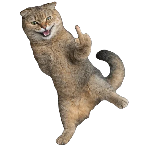 🐈 Стикер «Busya TT Memes» для Telegram