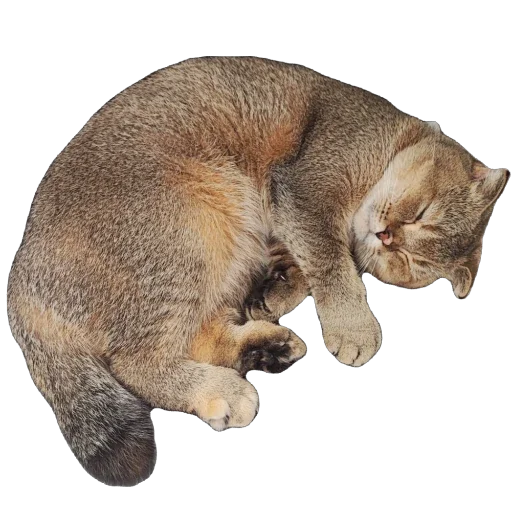 🐈 Стикер «Busya TT Memes» для Telegram