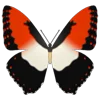 Эмодзи Butterflies для Telegram — скачать