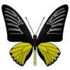 🦋 Эмодзи «Butterflies» для Telegram