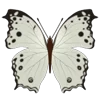 🦋 Эмодзи «Butterflies» для Telegram