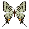 🦋 Эмодзи «Butterflies» для Telegram