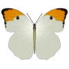 🦋 Эмодзи «Butterflies» для Telegram
