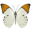🦋 Эмодзи «Butterflies» для Telegram
