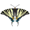 🦋 Эмодзи «Butterflies» для Telegram