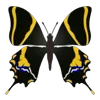 🦋 Эмодзи «Butterflies» для Telegram