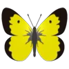 🦋 Эмодзи «Butterflies» для Telegram