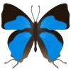 🦋 Эмодзи «Butterflies» для Telegram