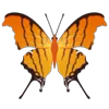 🦋 Эмодзи «Butterflies» для Telegram