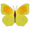 🦋 Эмодзи «Butterflies» для Telegram