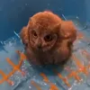 🤩 Эмодзи «Совы» для Telegram