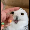 🤩 Эмодзи «Совы» для Telegram