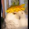 🤩 Эмодзи «Совы» для Telegram