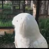 🤩 Эмодзи «Совы» для Telegram