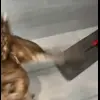 🤩 Эмодзи «Совы» для Telegram
