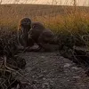 🤩 Эмодзи «Совы» для Telegram