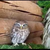 🤩 Эмодзи «Совы» для Telegram