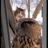 🤩 Эмодзи «Совы» для Telegram