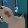 🌟 Эмодзи «🌟 Cat» для Telegram