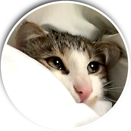 🤒 Стикер «julien» для Telegram
