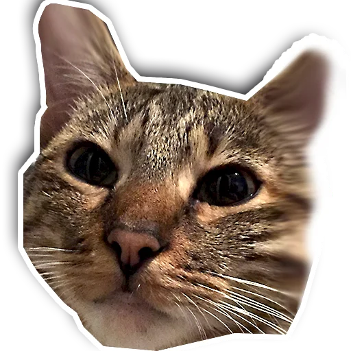 😠 Стикер «julien» для Telegram