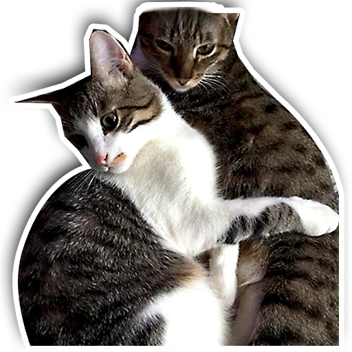 💑 Стикер «julien» для Telegram