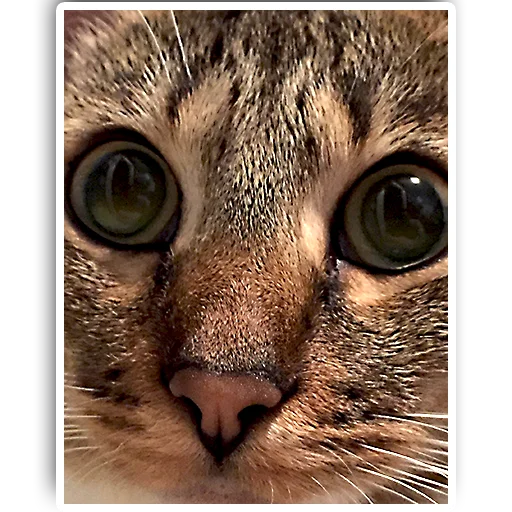 👽 Стикер «julien» для Telegram