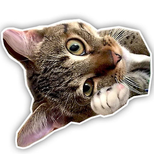 😼 Стикер «julien» для Telegram