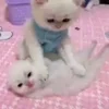 ❤️ Эмодзи «Cat» для Telegram