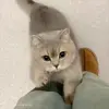 😍 Эмодзи «Cat» для Telegram