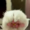 🥰 Эмодзи «Cat» для Telegram