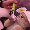 🥰 Эмодзи «Cat» для Telegram