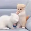 😡 Эмодзи «Cat» для Telegram