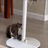 🥵 Эмодзи «Cat» для Telegram