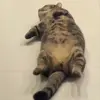 🥰 Эмодзи «Cat» для Telegram