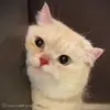 😡 Эмодзи «Cat» для Telegram