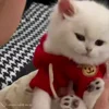 😘 Эмодзи «Cat» для Telegram