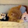 💋 Эмодзи «Cat» для Telegram