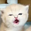 😘 Эмодзи «Cat» для Telegram