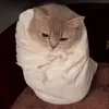 😡 Эмодзи «Cat» для Telegram