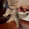 😡 Эмодзи «Cat» для Telegram