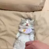 😴 Эмодзи «Cat» для Telegram