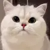 😡 Эмодзи «Cat» для Telegram