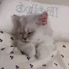 😡 Эмодзи «Cat» для Telegram