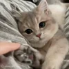 😔 Эмодзи «Cat» для Telegram