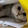 😍 Эмодзи «Cat» для Telegram